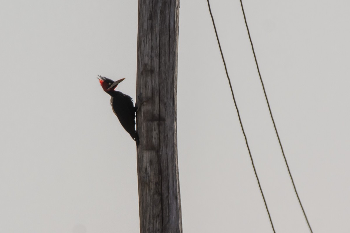 Cream-backed Woodpecker - ML610016395