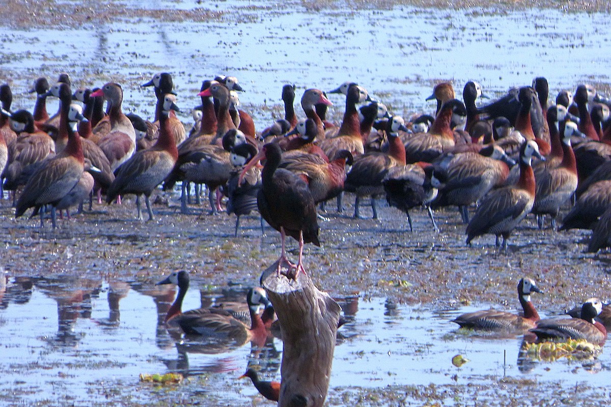 ibis tmavý - ML610016619