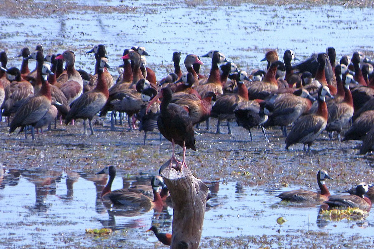 Bare-faced Ibis - ML610016619