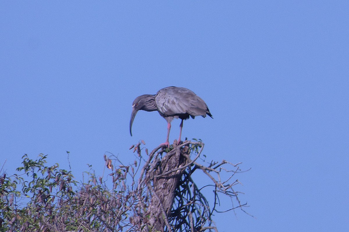 Plumbeous Ibis - Carlos Agulian