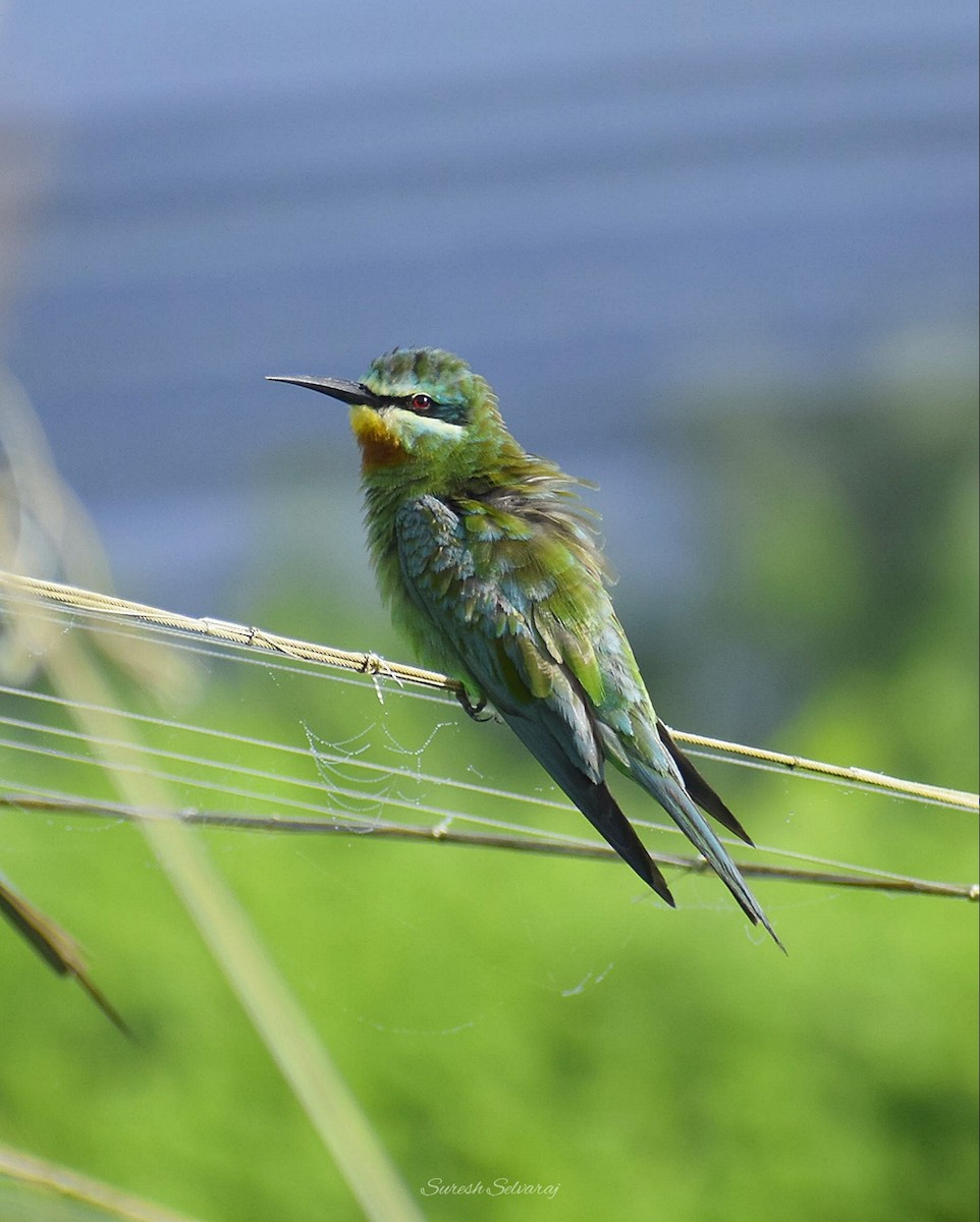 Blue-cheeked Bee-eater - Suresh Kumar S
