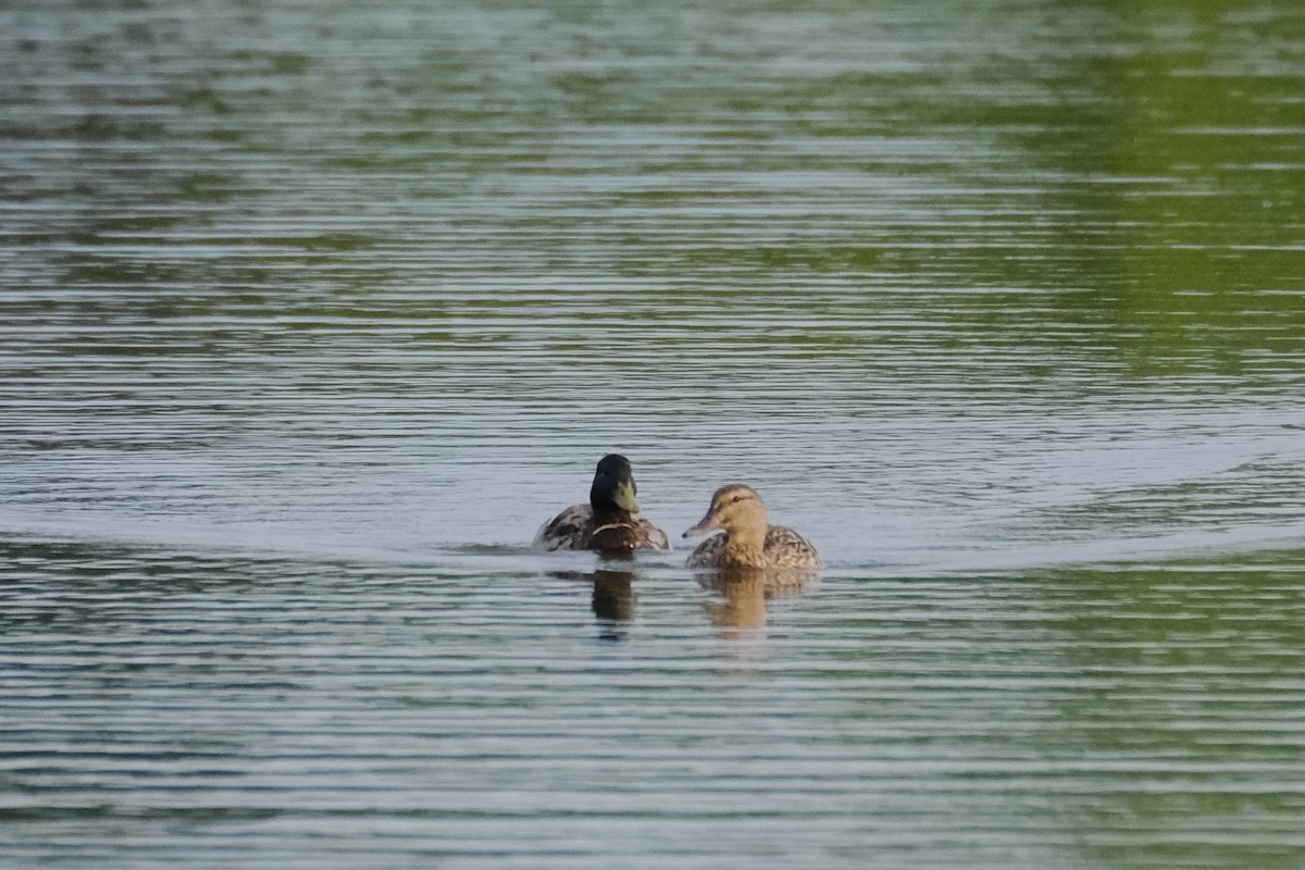 Mallard - ML610016795