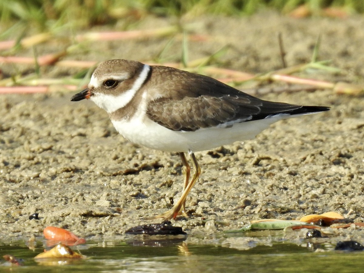 Semipalmated Plover - ML610016831
