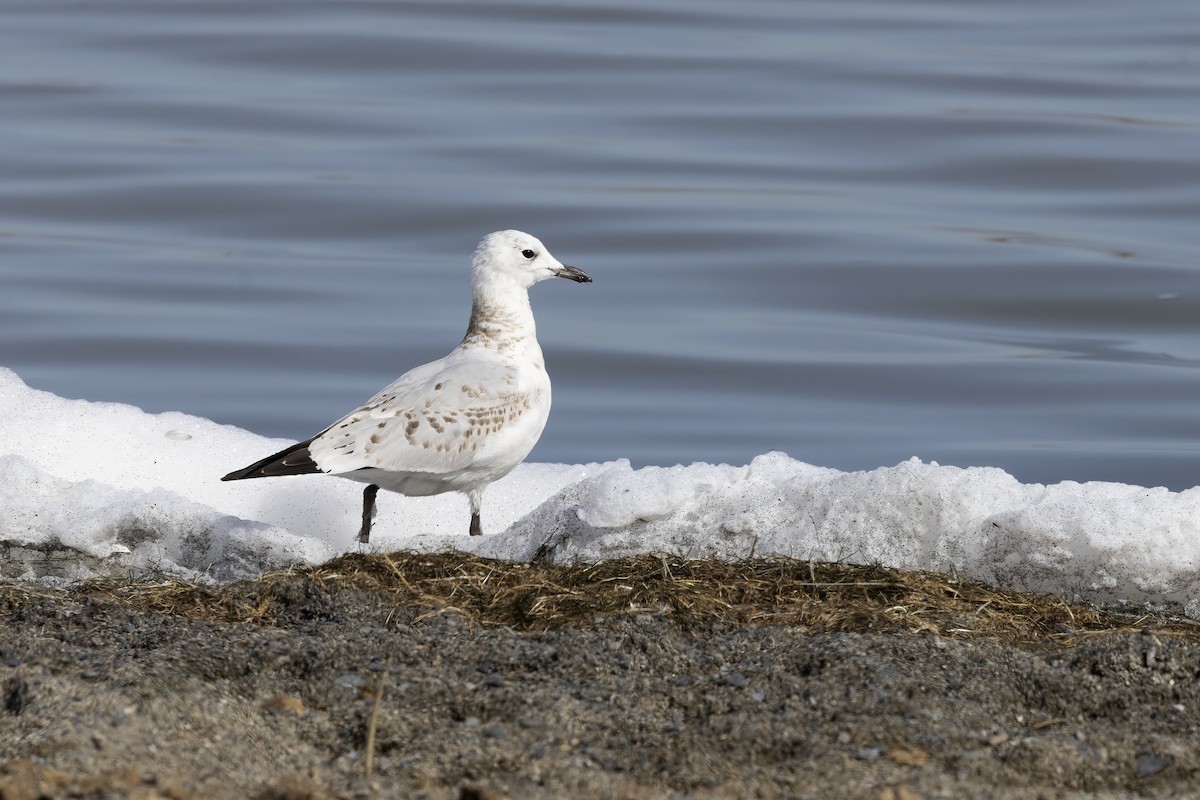 Relict Gull - Delfin Gonzalez