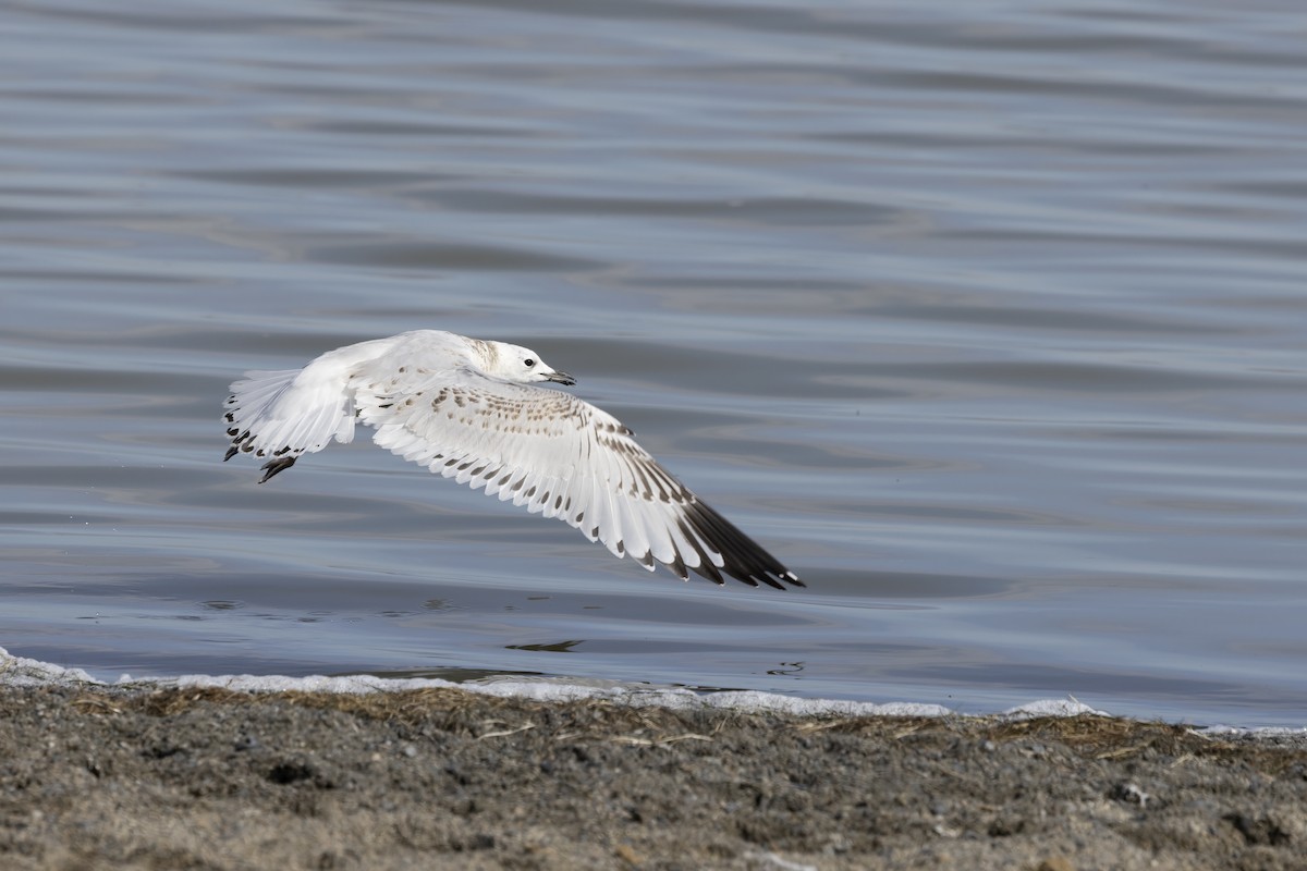 Relict Gull - Delfin Gonzalez