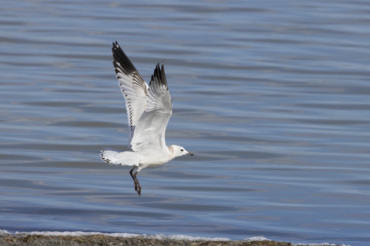 Relict Gull - Delfin Gonzalez