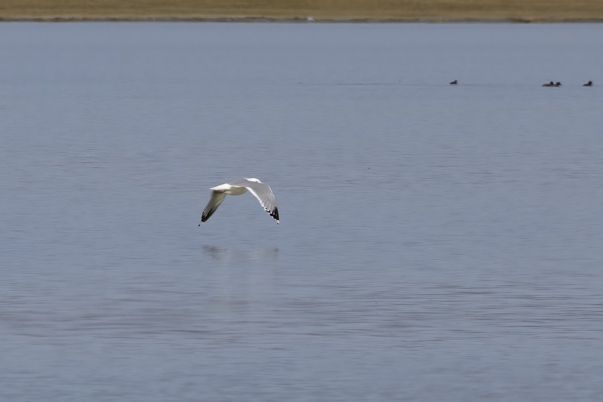 Herring Gull (Mongolian) - ML610016943