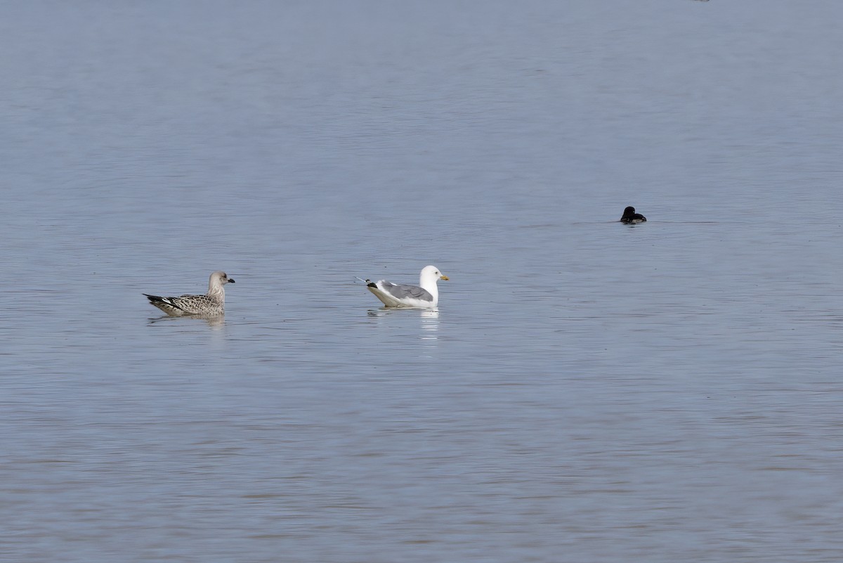 Herring Gull (Mongolian) - ML610016944