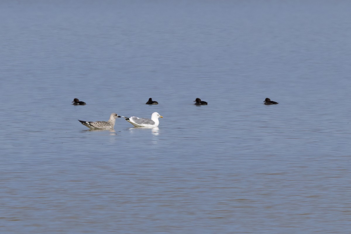 Herring Gull (Mongolian) - ML610016945