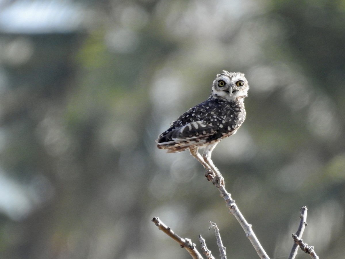 Burrowing Owl - ML610017005