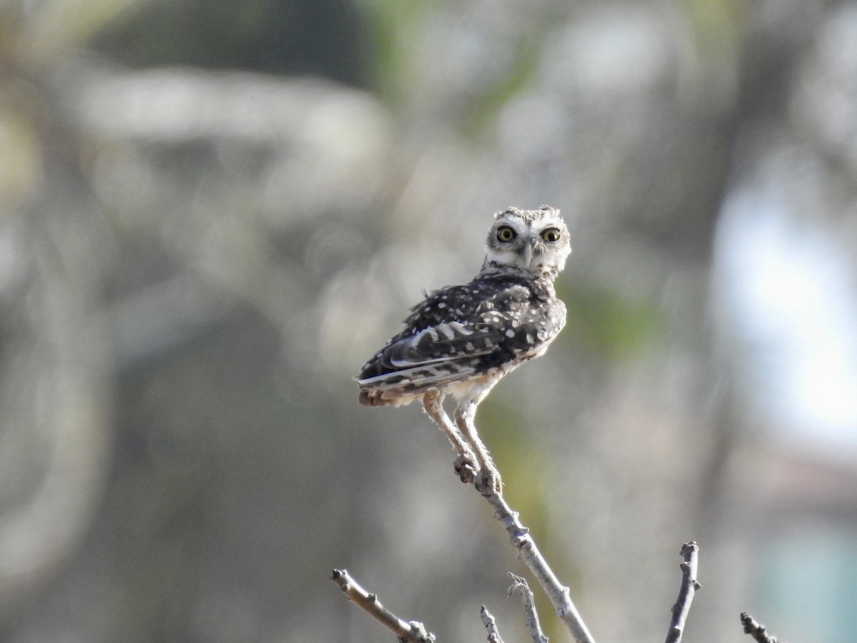 Burrowing Owl - ML610017006