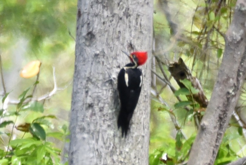 Lineated Woodpecker - ML610017062