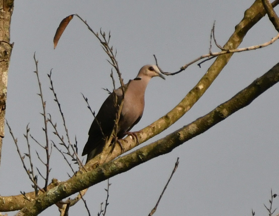 Red-eyed Dove - ML610017084