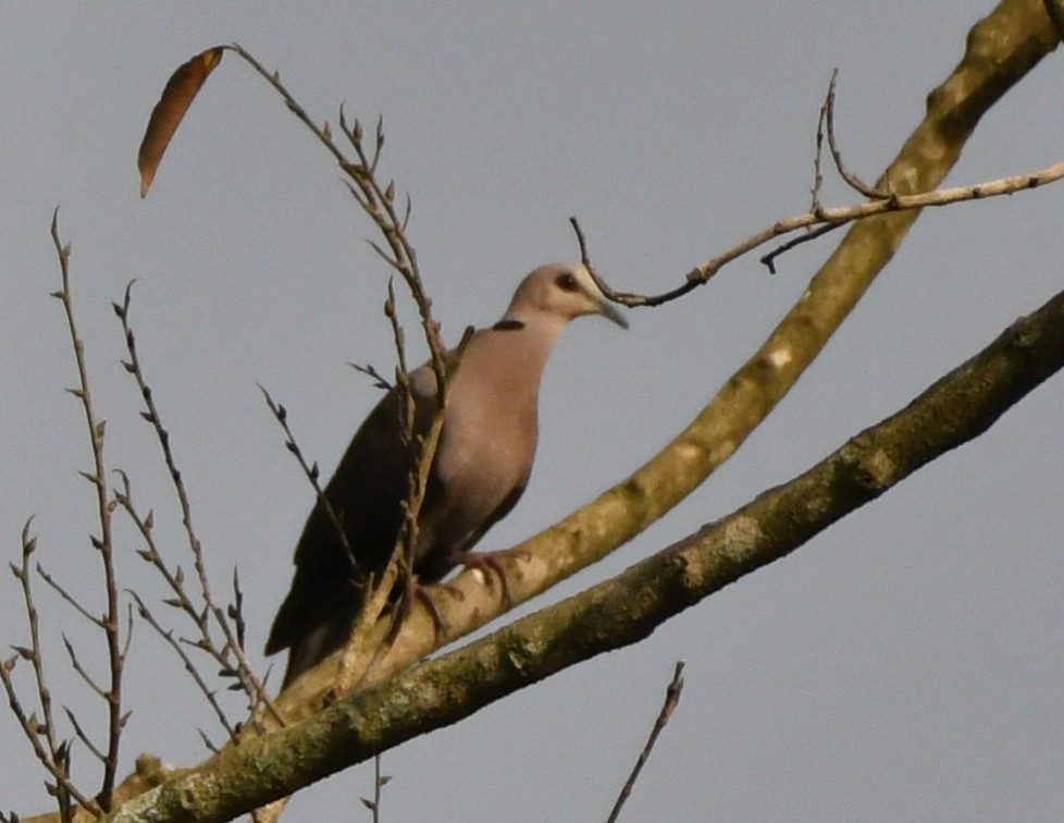 Red-eyed Dove - ML610017085