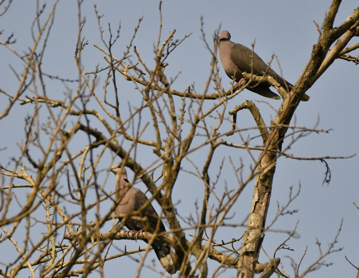 Red-eyed Dove - ML610017087