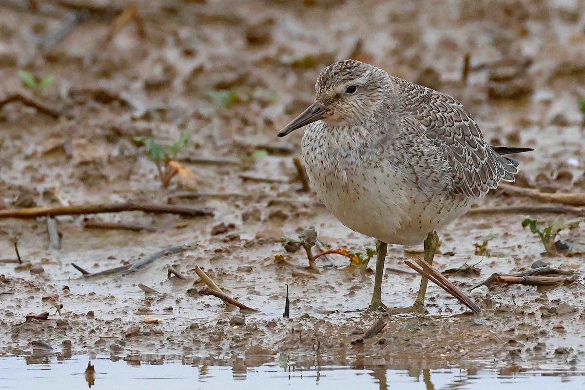 Red Knot - ML610017132