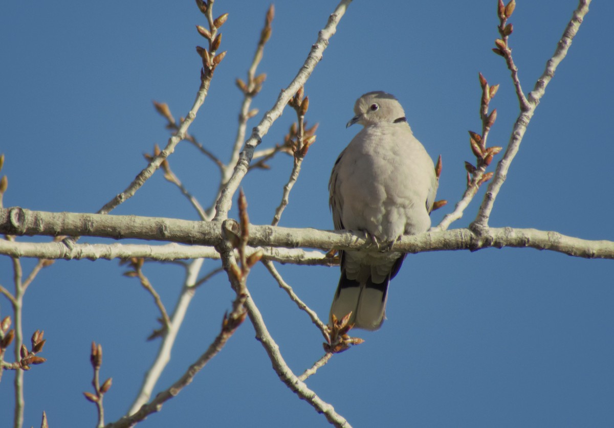 Eurasian Collared-Dove - ML610017201