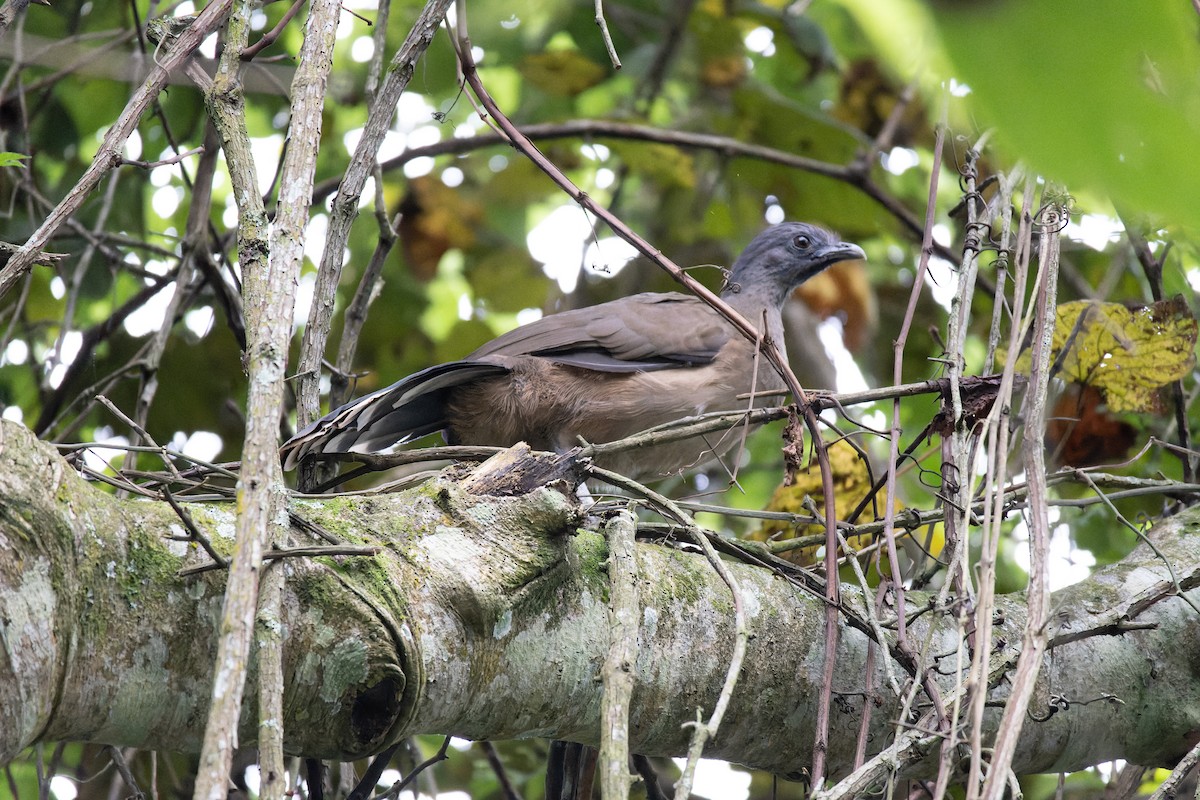 Plain Chachalaca - ML610017237