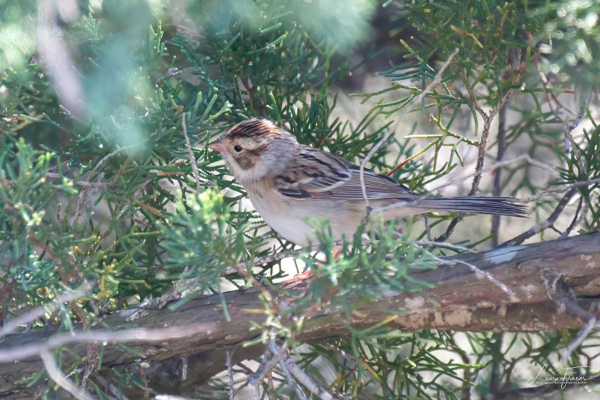 Clay-colored Sparrow - ML610017292