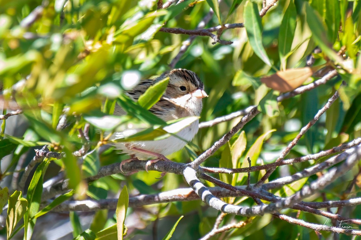 Clay-colored Sparrow - ML610017293