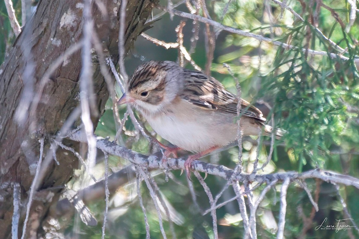 Clay-colored Sparrow - ML610017294