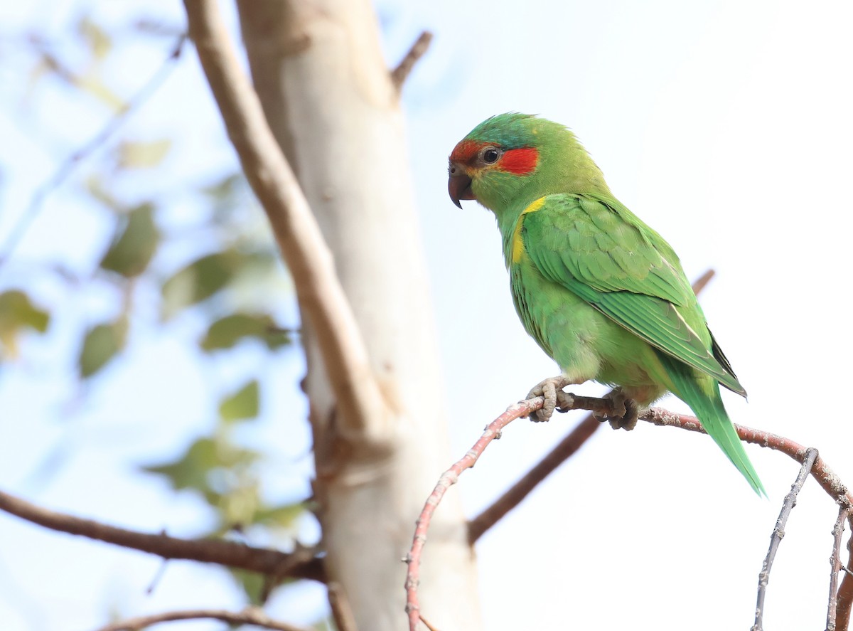 Musk Lorikeet - Andy Gee