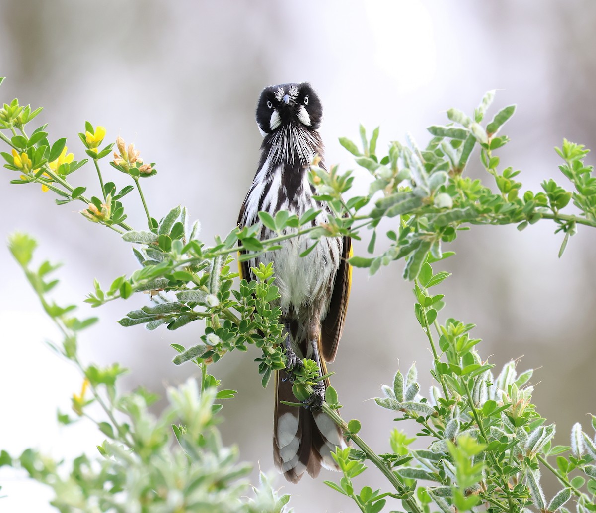 New Holland Honeyeater - ML610017346