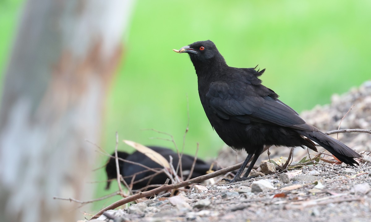 White-winged Chough - Andy Gee