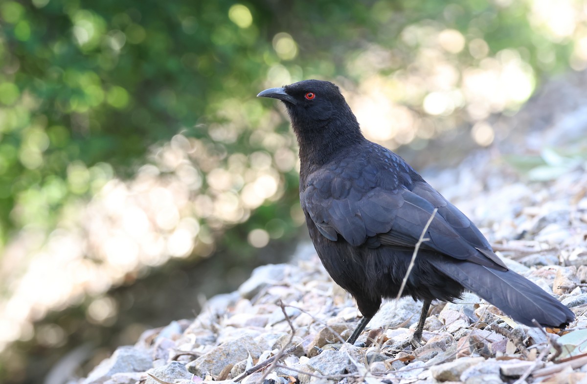 White-winged Chough - ML610017353