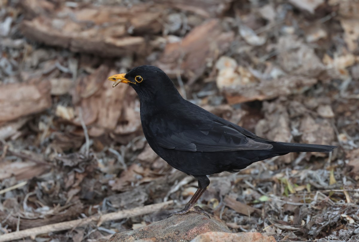 Eurasian Blackbird - Andy Gee