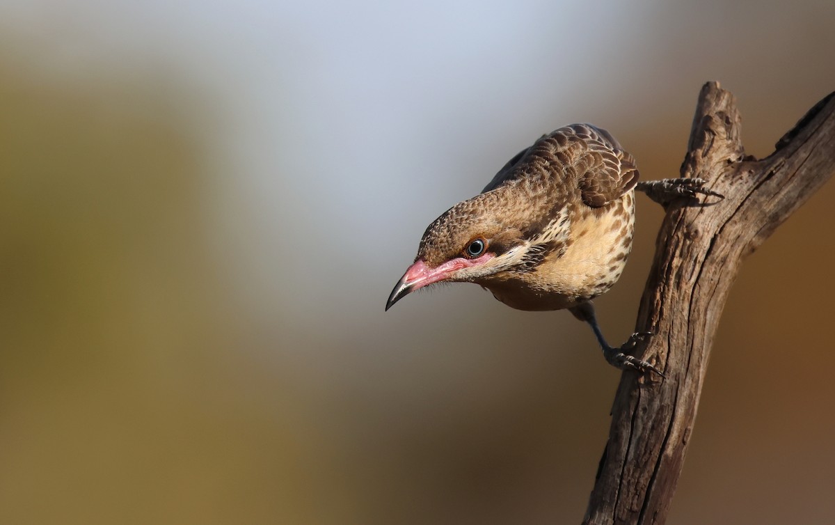 Spiny-cheeked Honeyeater - ML610017422