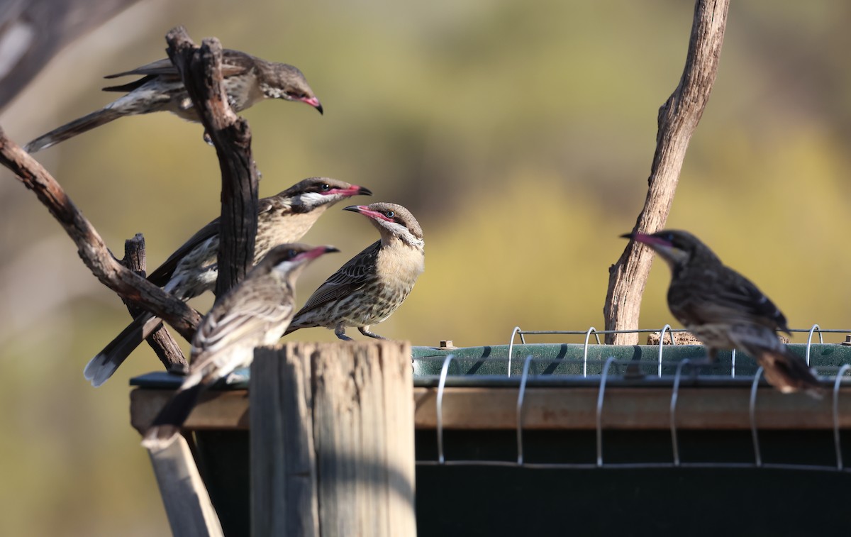 Spiny-cheeked Honeyeater - ML610017425