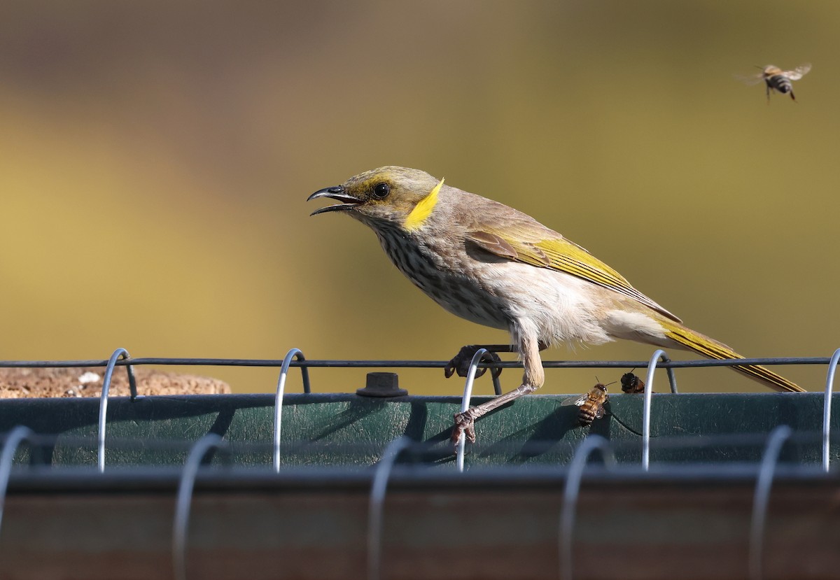 Yellow-plumed Honeyeater - ML610017428