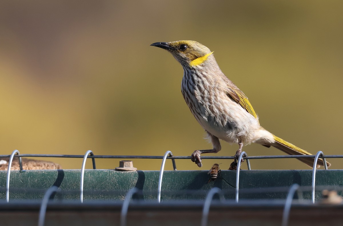 Yellow-plumed Honeyeater - ML610017429