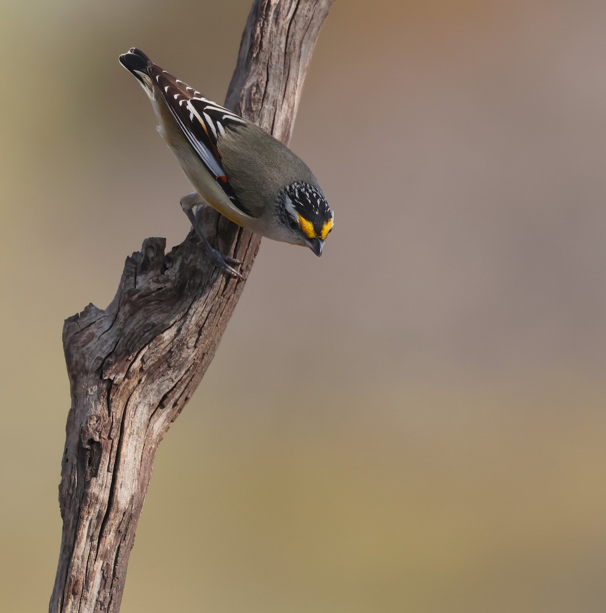 Pardalote à point jaune - ML610017433