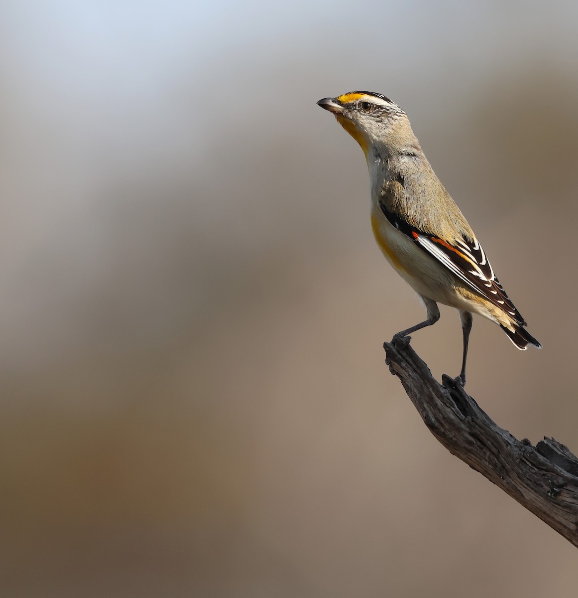 Pardalote Estriado - ML610017434