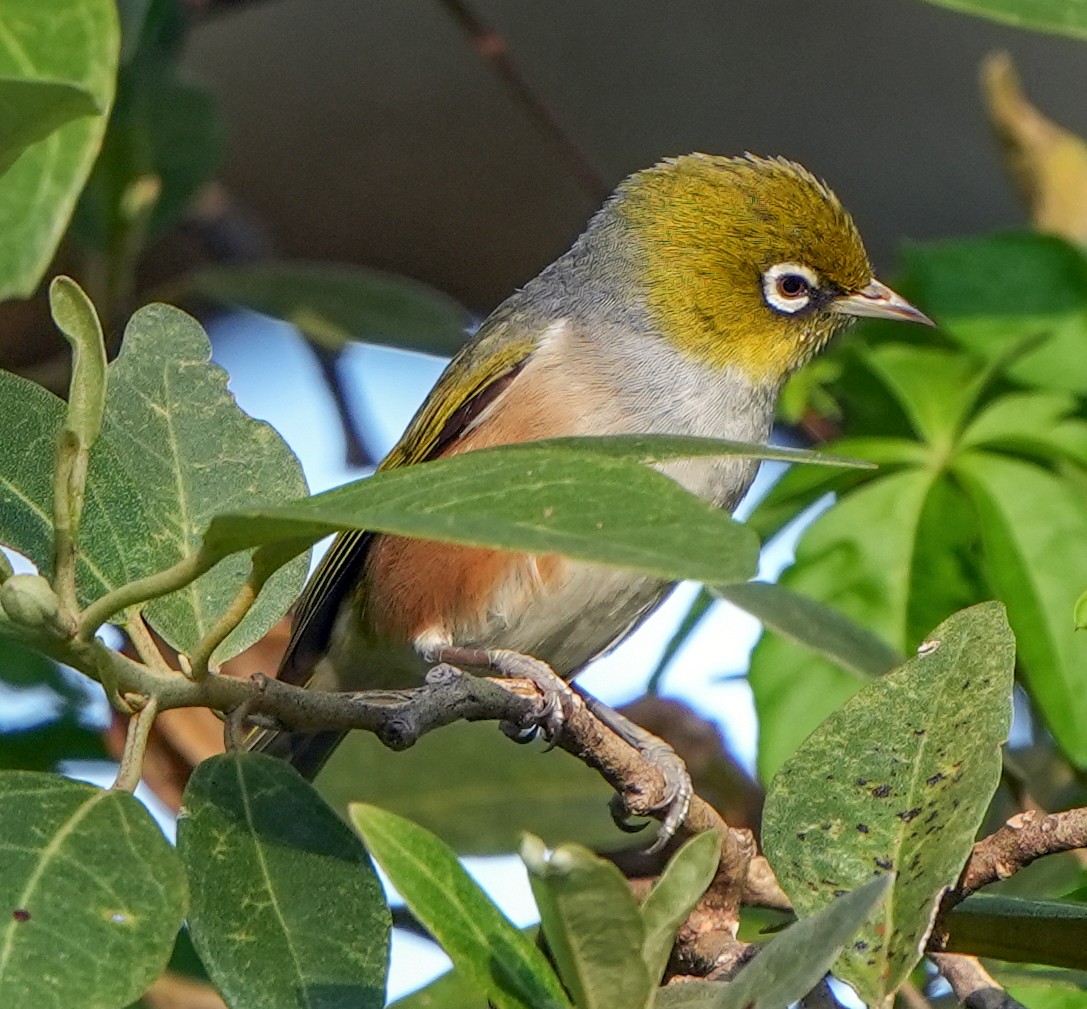 Silvereye - David Carson