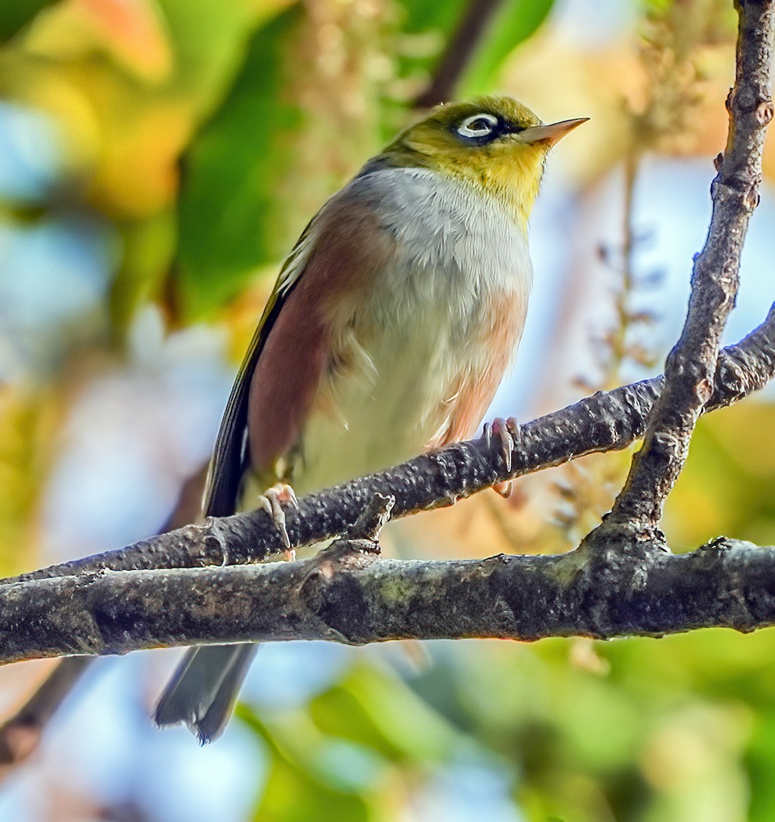 Silvereye - ML610017468