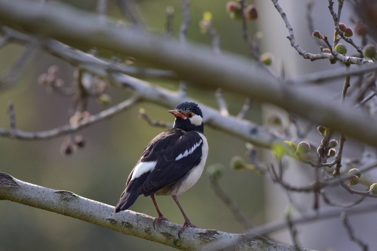 Indian Pied Starling - ML610017557