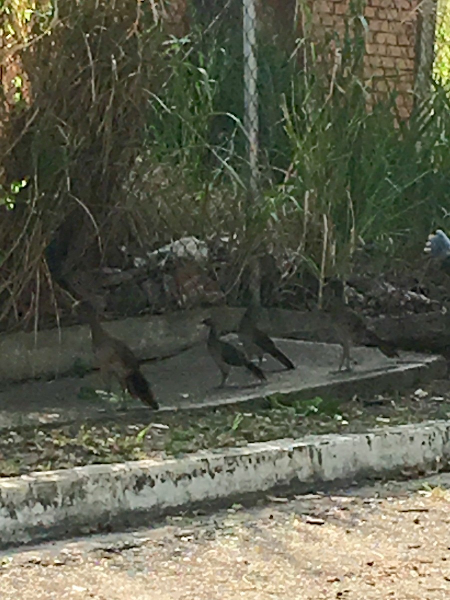 Rufous-vented Chachalaca - ML610017720