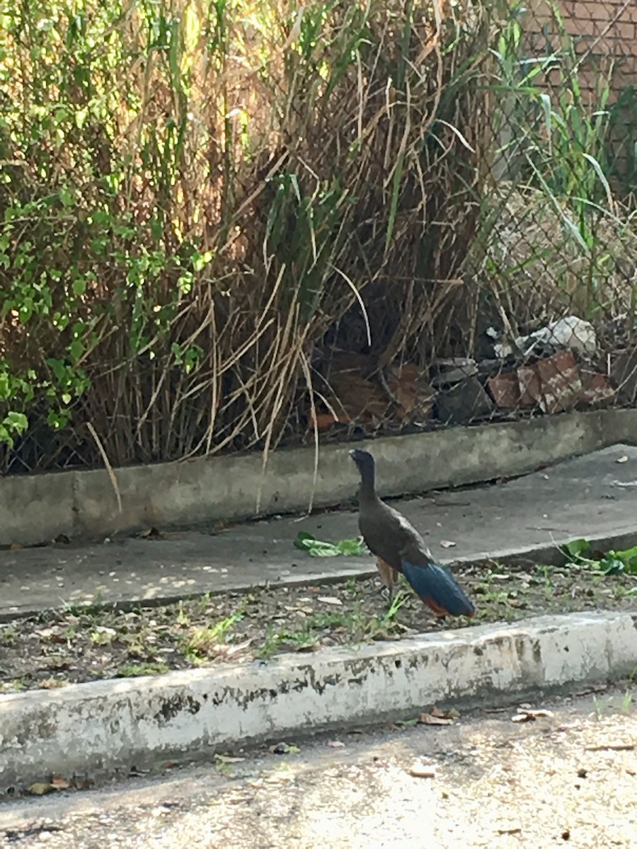 Rufous-vented Chachalaca - ML610017721