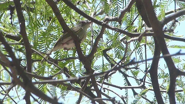 Pearly-vented Tody-Tyrant - ML610017818