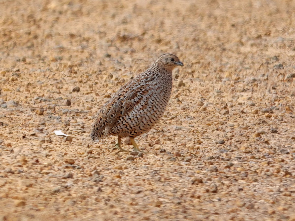 Brown Quail - ML610017846