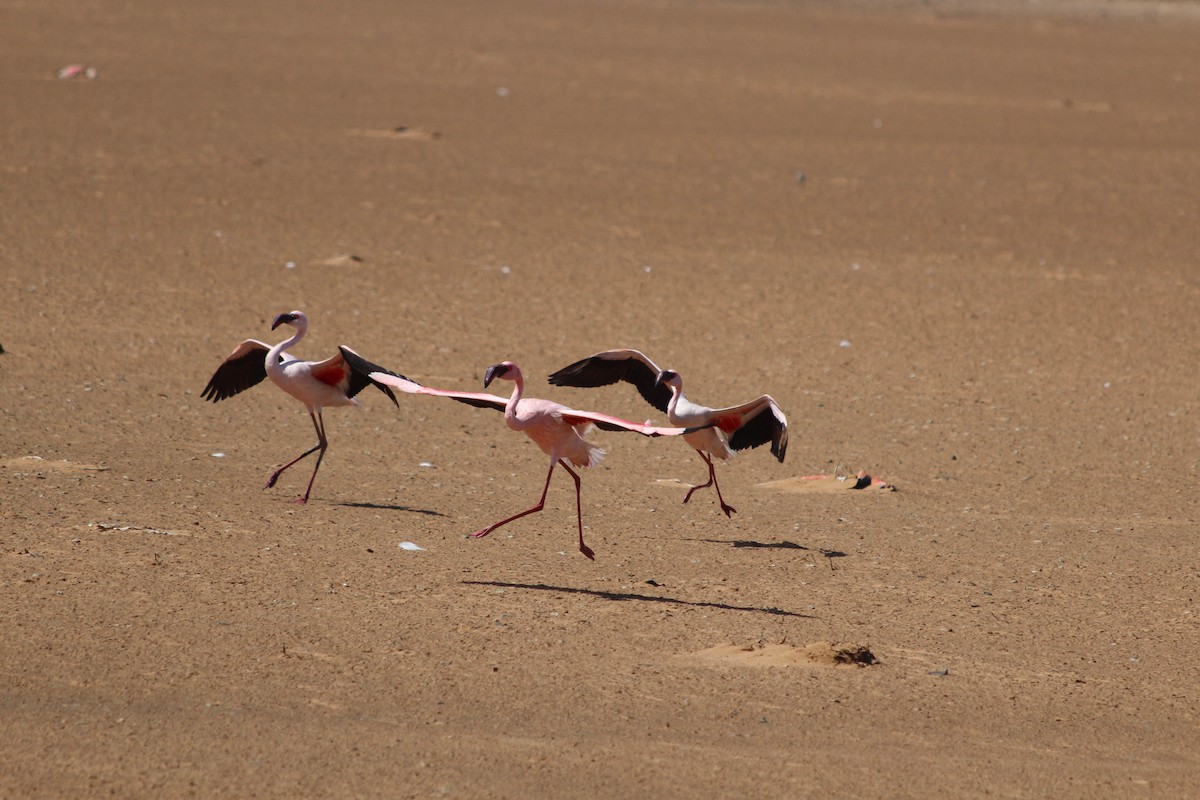 Lesser Flamingo - Marie Grote