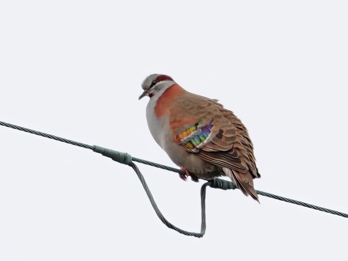 holub pestrokřídlý - ML610017852