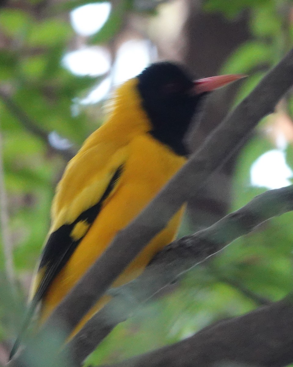 Black-hooded Oriole - ML610017859