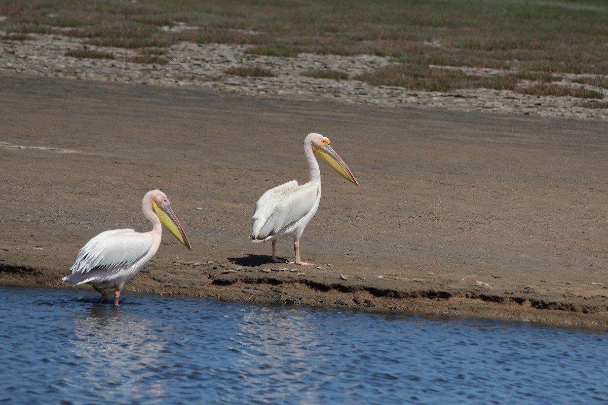 Great White Pelican - Marie Grote