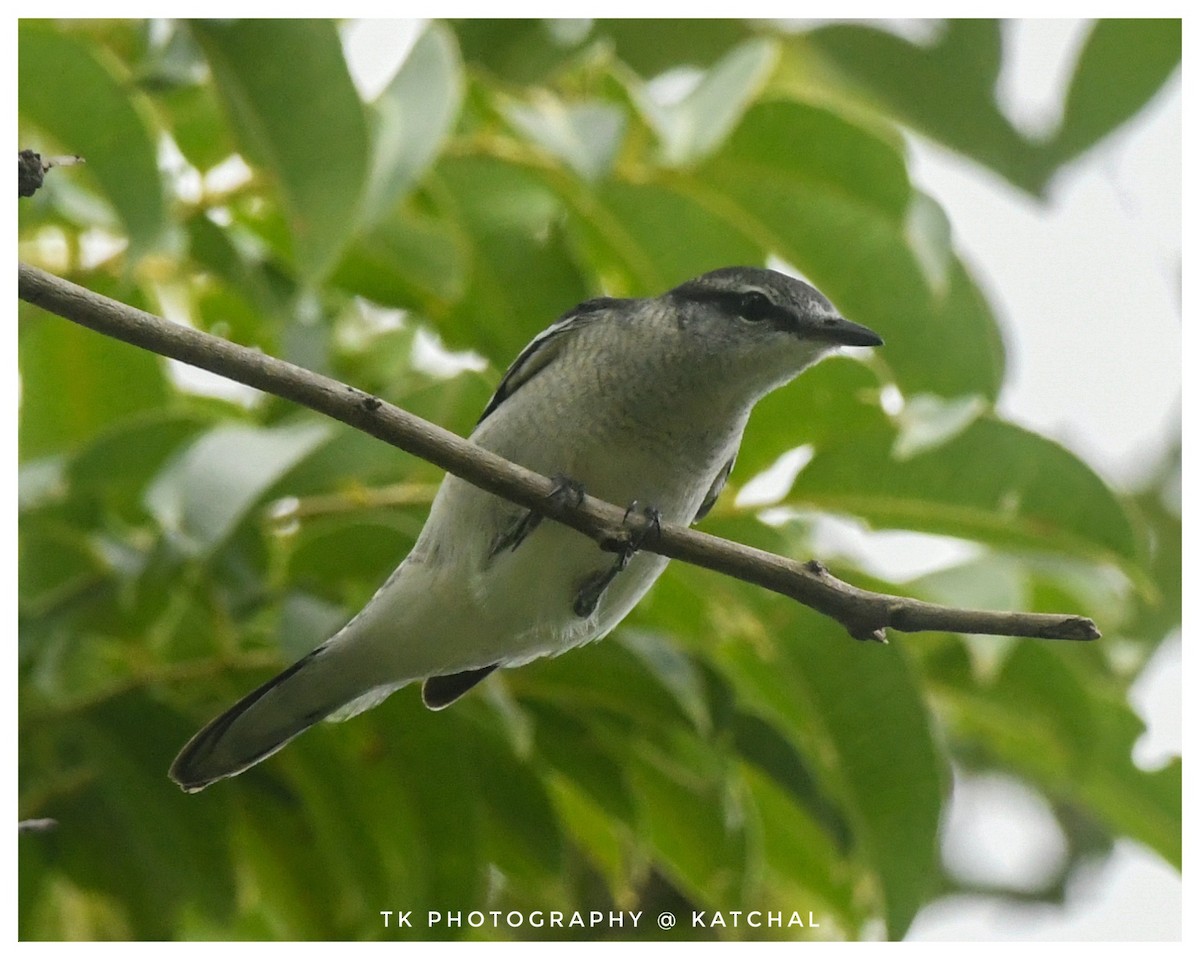 Pied Triller - ML610017905