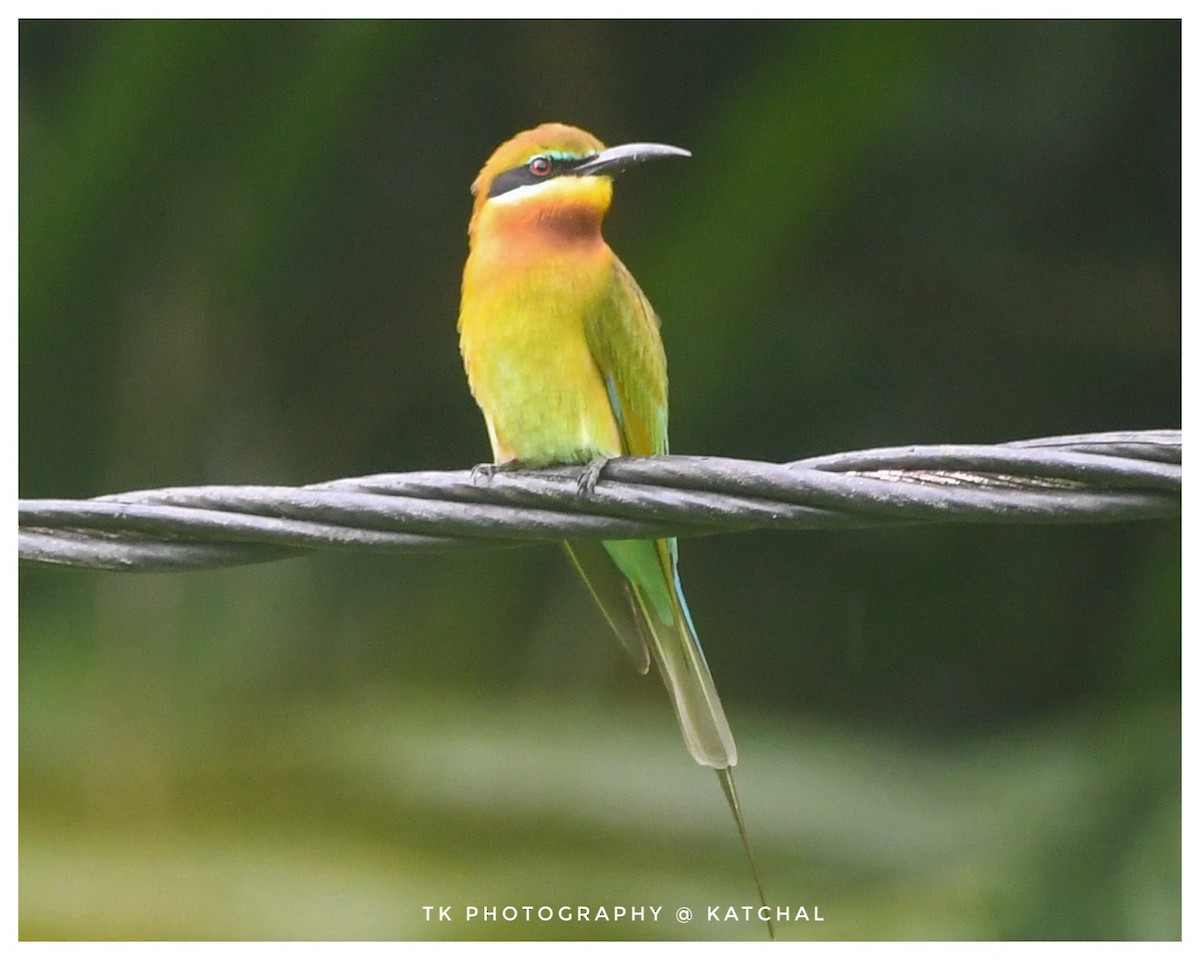 Blue-tailed Bee-eater - ML610017925
