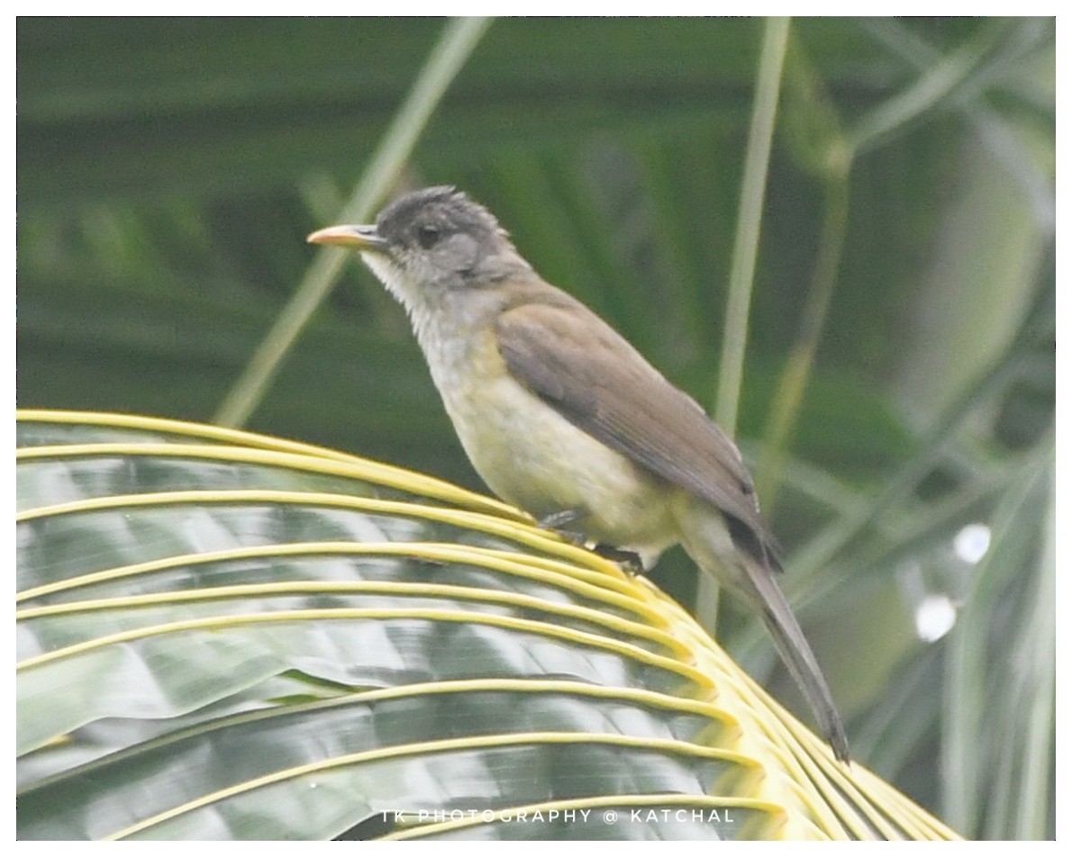 Bulbul de Nicobar - ML610017936